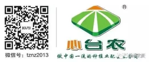 果實(shí)接近成熟，警惕柑橘表面各種油胞病